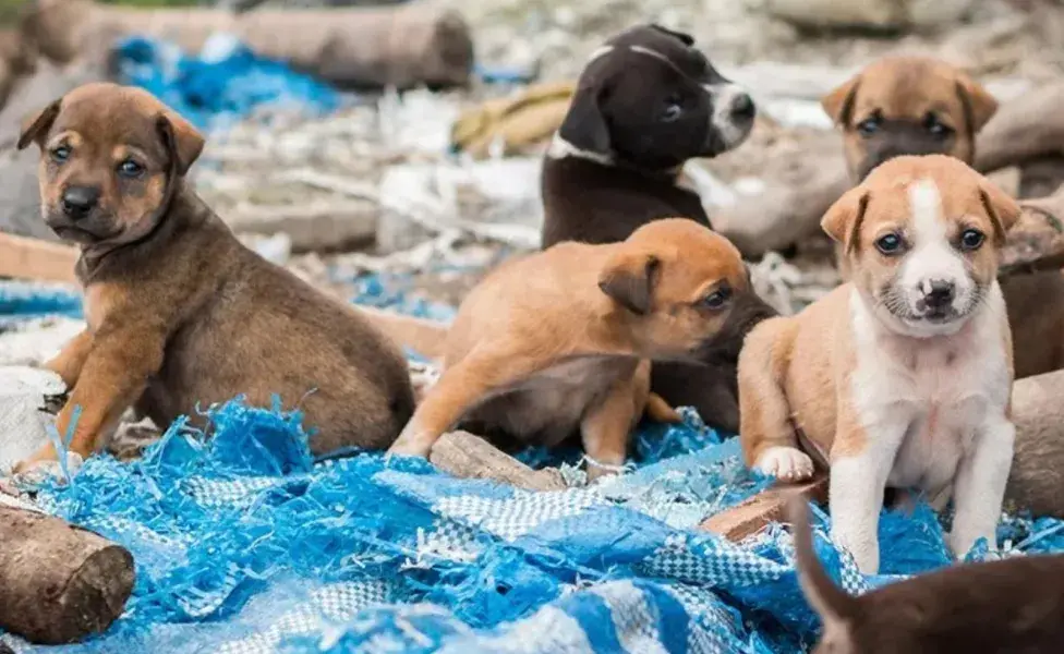 cachorros abandonados en la calle.jpg